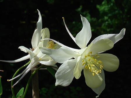 craniosacral therapy